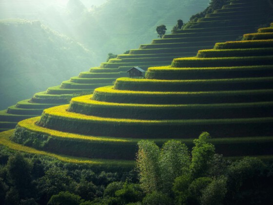 Das ist der Name des Bildes Green and golden rice terraces on hillside at sunset