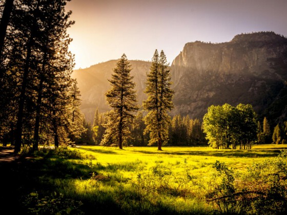 Das ist der Name des Bildes Sunlit meadow with forest and mountains